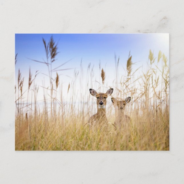 Cutest Baby Animals | Two Young White Tailed Deer Postcard (Front)