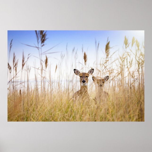 Cutest Baby Animals | Two Young White Tailed Deer Poster (Front)