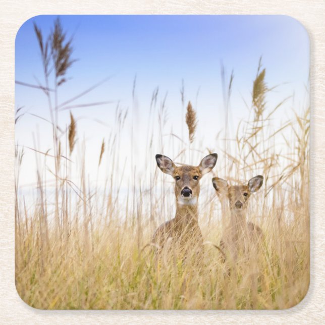 Cutest Baby Animals | Two Young White Tailed Deer Square Paper Coaster (Front)