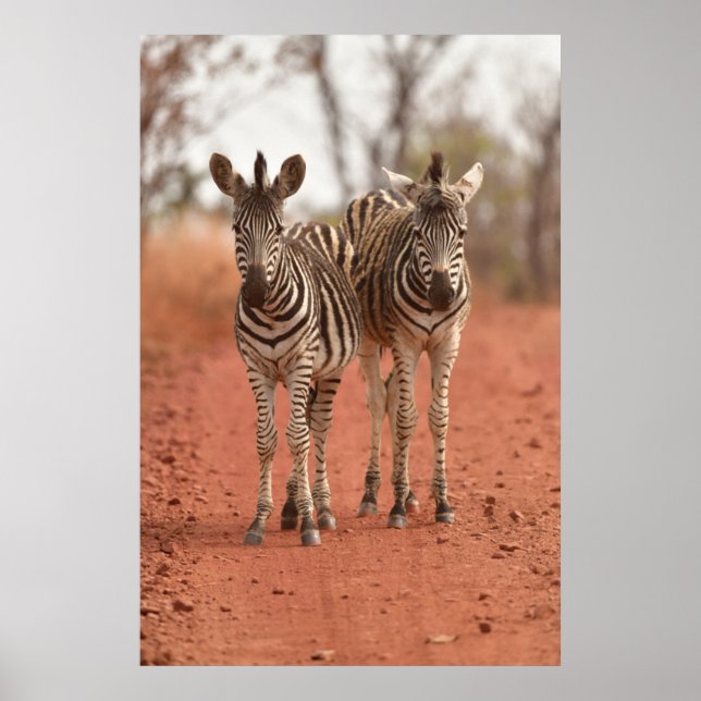 Cutest Baby Animals | Two Young Zebras Poster (Front)