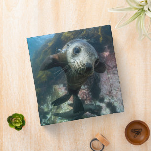 Cutest Baby Animals   Underwater Cape Fur Seal Binder