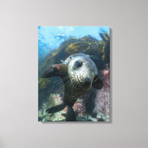 Cutest Baby Animals   Underwater Cape Fur Seal Canvas Print