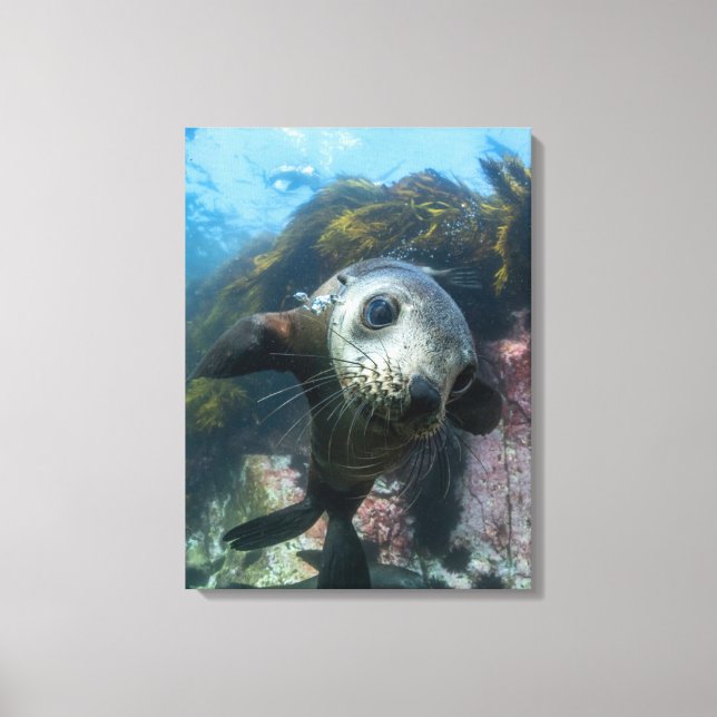 Cutest Baby Animals | Underwater Cape Fur Seal Canvas Print (Front)