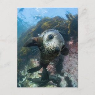 Cutest Baby Animals   Underwater Cape Fur Seal Postcard