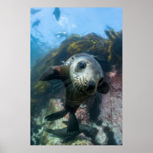 Cutest Baby Animals   Underwater Cape Fur Seal Poster