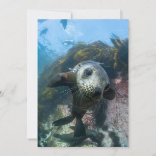 Cutest Baby Animals Underwater Cape Fur Seal Thank You Card