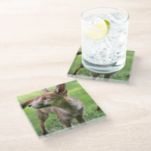 Cutest Baby Animals   Urban Fox Glass Coaster