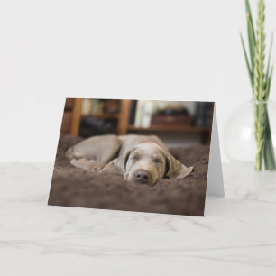Cutest Baby Animals   Weimaraner Puppy Sleeping Card