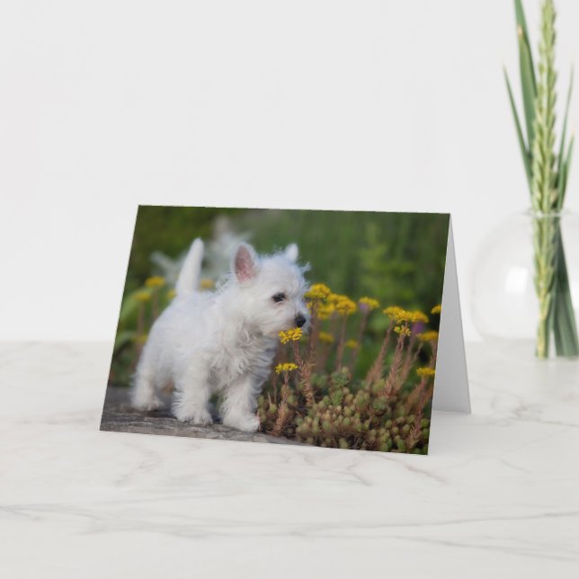 Cutest Baby Animals | West Highland White Terrier Card (Front)