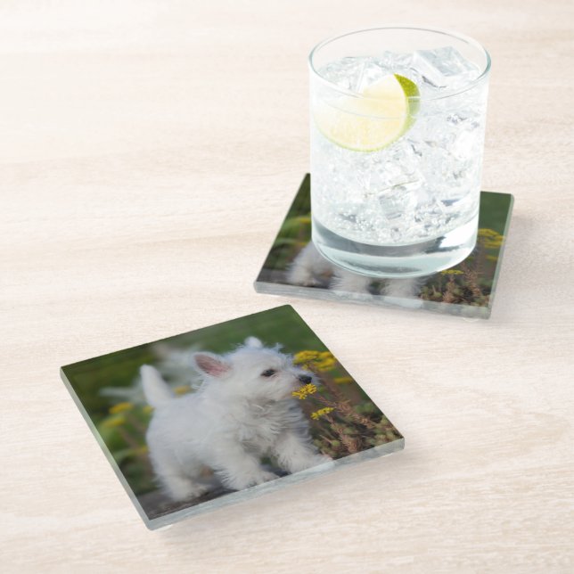 Cutest Baby Animals | West Highland White Terrier Glass Coaster (Angled)