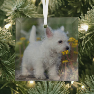 Cutest Baby Animals West Highland White Terrier Glass Ornament