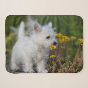 Cutest Baby Animals   West Highland White Terrier Sherpa Blanket