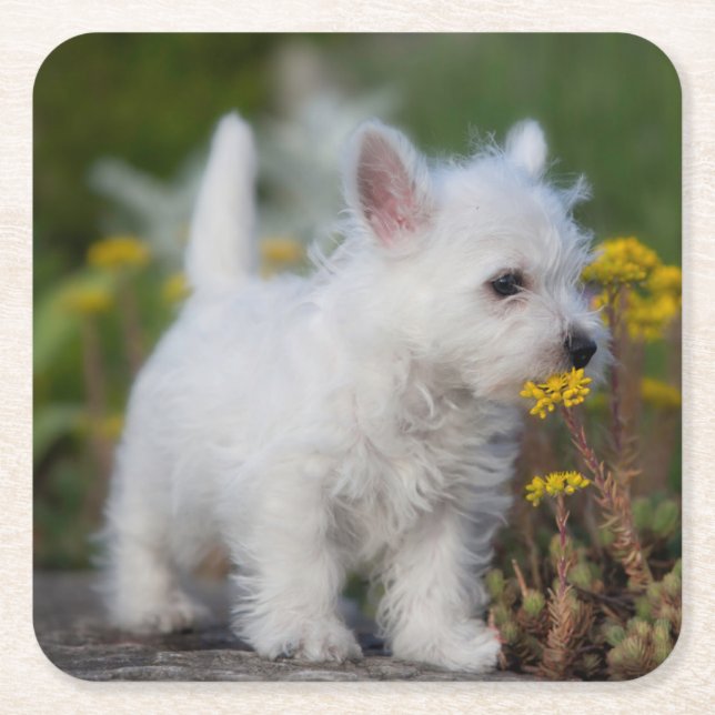Cutest Baby Animals | West Highland White Terrier Square Paper Coaster (Front)