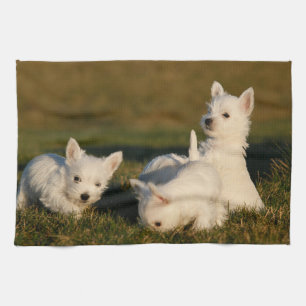 Cutest Baby Animals   West Highland White Terriers Kitchen Towel