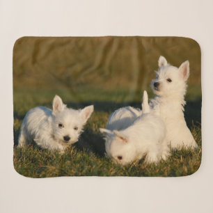 Cutest Baby Animals West Highland White Terriers Sherpa Blanket