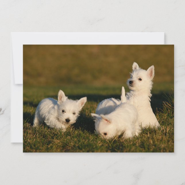 Cutest Baby Animals | West Highland White Terriers Thank You Card (Front)