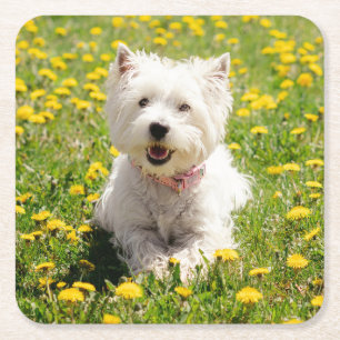Cutest Baby Animals Westie Dog in Dandelions Square Paper Coaster