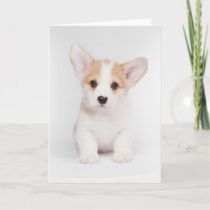 Cutest Baby Animals White Corgi Puppy Card