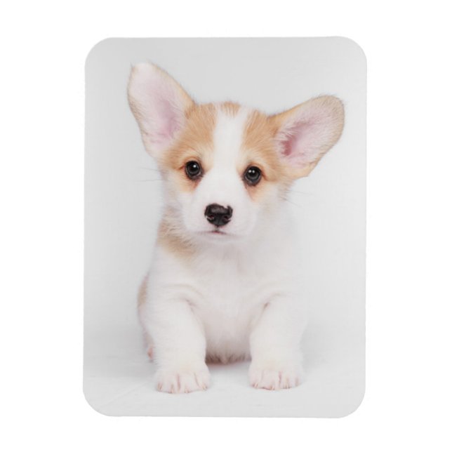 Cutest Baby Animals | White Corgi Puppy Magnet (Vertical)