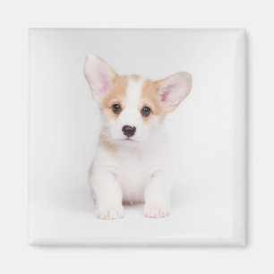 Cutest Baby Animals White Corgi Puppy Magnet
