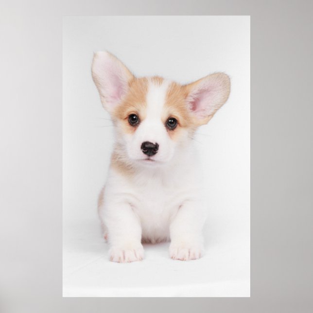 Cutest Baby Animals | White Corgi Puppy Poster (Front)