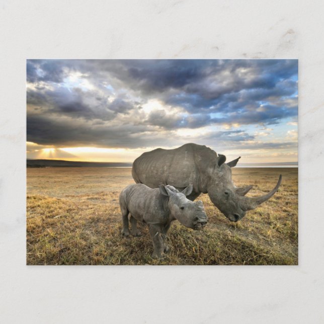 Cutest Baby Animals | White Rhino & Calf Postcard (Front)