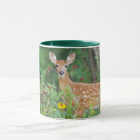 Cutest Baby Animals | White Tailed Deer in Daisies