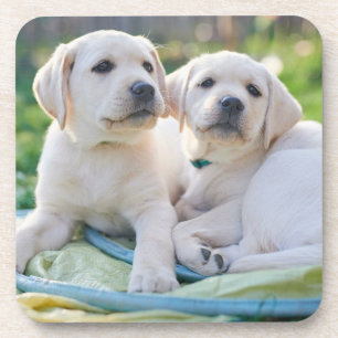 Cutest Baby Animals Yellow Labrador Retrievers Coaster