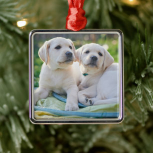 Cutest Baby Animals   Yellow Labrador Retrievers Metal Ornament