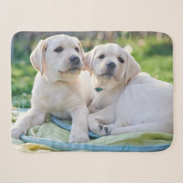 Cutest Baby Animals | Yellow Labrador Retrievers Sherpa Blanket (Front (Horizontal))