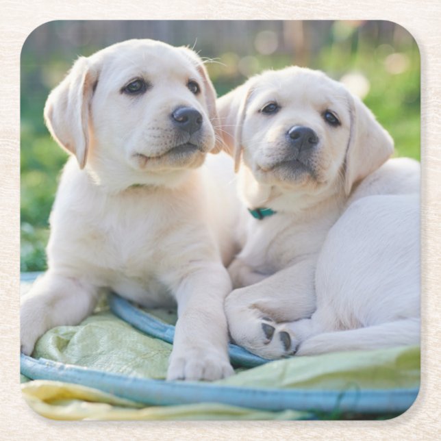 Cutest Baby Animals | Yellow Labrador Retrievers Square Paper Coaster (Front)
