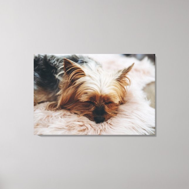 Cutest Baby Animals | Yorkshire Terrier Canvas Print (Front)