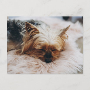 Cutest Baby Animals Yorkshire Terrier Postcard