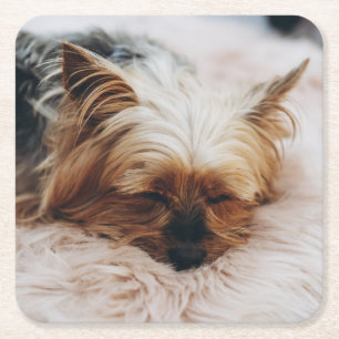 Cutest Baby Animals   Yorkshire Terrier Square Paper Coaster