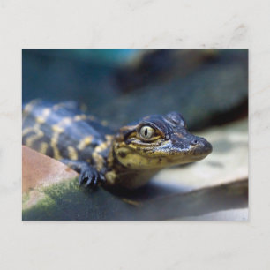 Cutest Baby Animals Young Alligator Postcard