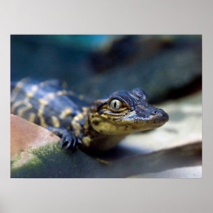 Cutest Baby Animals   Young Alligator Poster