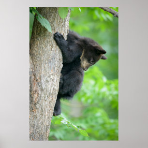 Cutest Baby Animals   Young Black Bear Cub Poster
