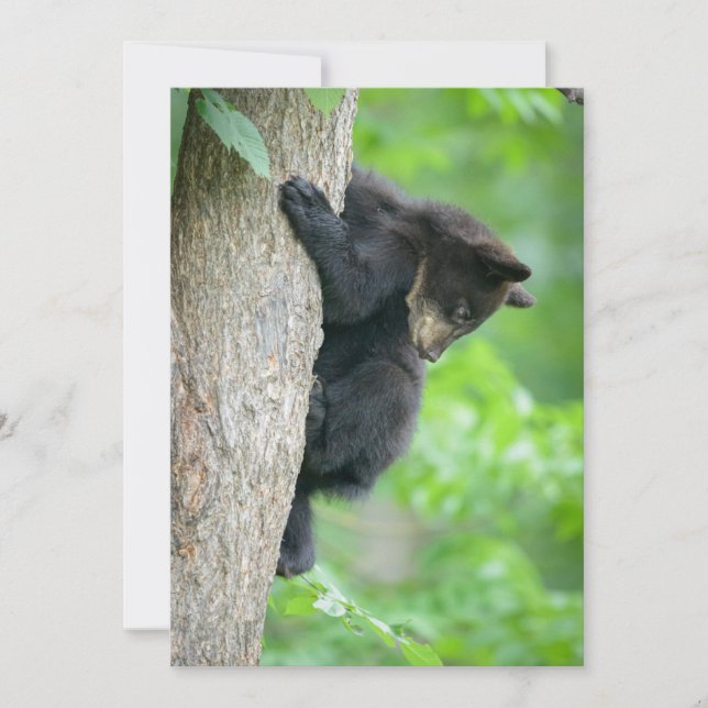 Cutest Baby Animals | Young Black Bear Cub Thank You Card (Front)