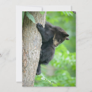 Cutest Baby Animals Young Black Bear Cub Thank You Card