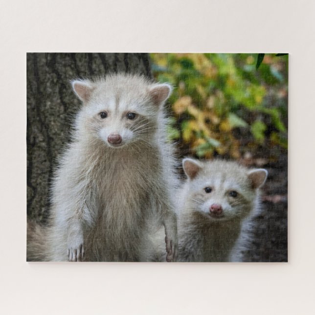Cutest Baby Animals | Young Blonde Raccoons Jigsaw Puzzle (Horizontal)