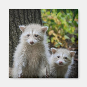 Cutest Baby Animals   Young Blonde Raccoons Magnet