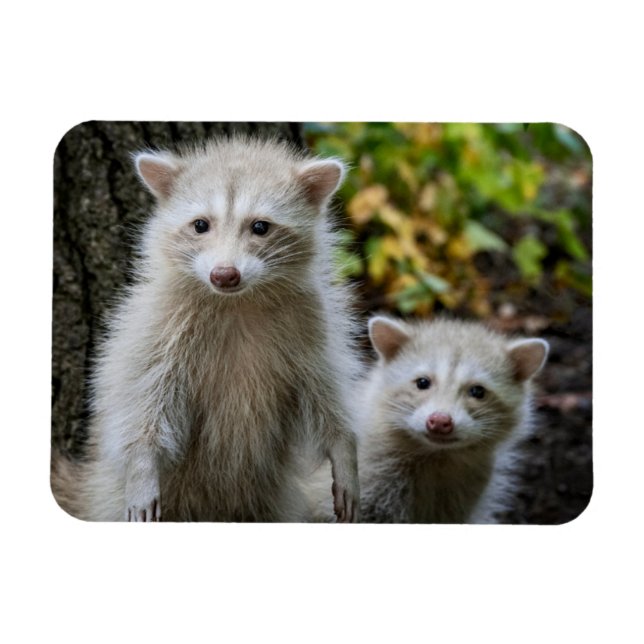 Cutest Baby Animals | Young Blonde Raccoons Magnet (Horizontal)