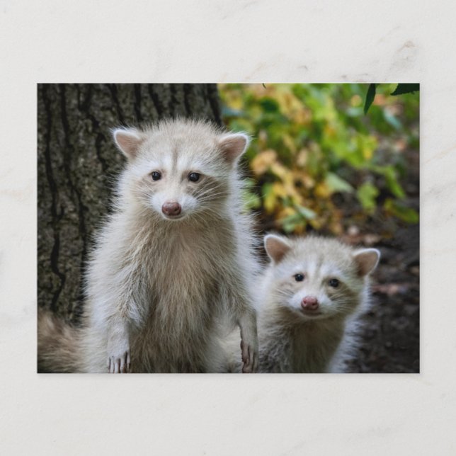 Cutest Baby Animals | Young Blonde Raccoons Postcard (Front)