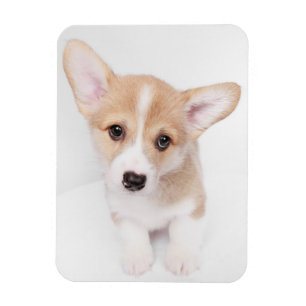 Cutest Baby Animals Young Corgi Puppy Magnet