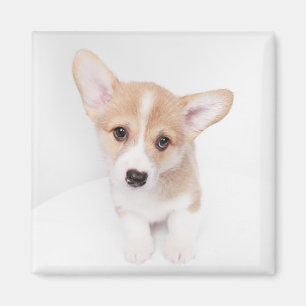 Cutest Baby Animals Young Corgi Puppy Magnet