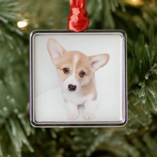 Cutest Baby Animals Young Corgi Puppy Metal Ornament
