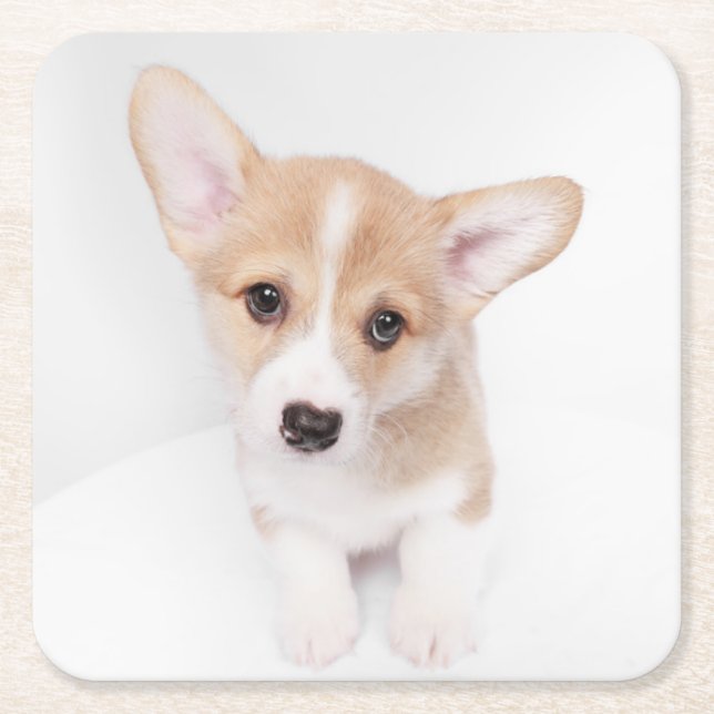 Cutest Baby Animals | Young Corgi Puppy Square Paper Coaster (Front)