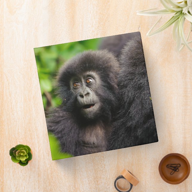 Cutest Baby Animals | Young Mountain Gorilla Binder (In Situ)