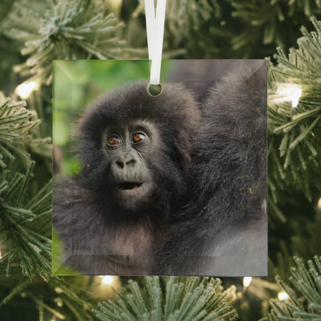 Cutest Baby Animals | Young Mountain Gorilla Glass Ornament (Insitu)