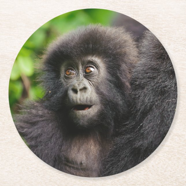 Cutest Baby Animals | Young Mountain Gorilla Round Paper Coaster (Front)